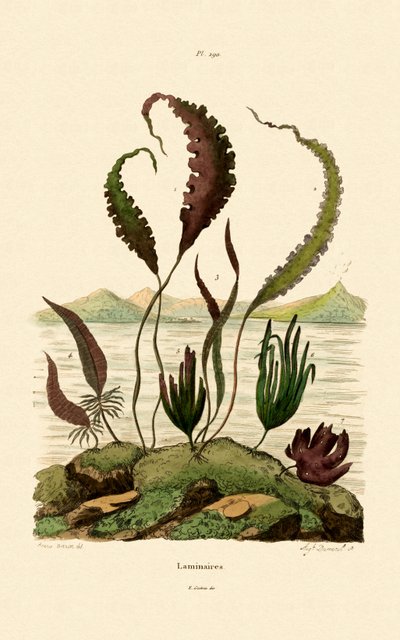 Oarweed, 1833-39 od French School